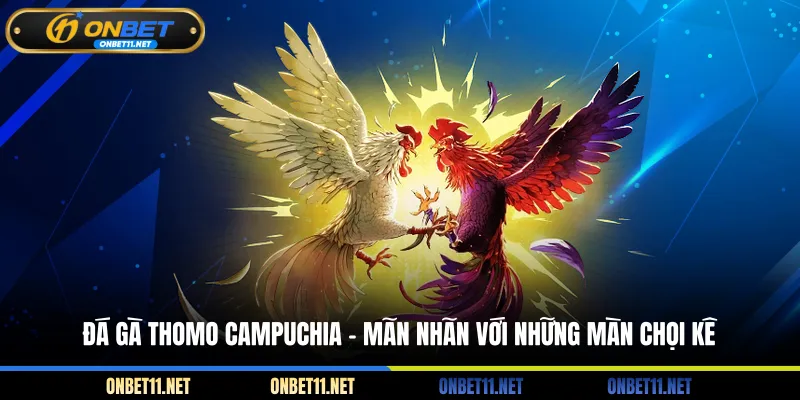 Đá Gà Thomo Campuchia – Mãn Nhãn Với Những Màn Chọi Kê Đá gà Thomo Campuchia - Mãn nhãn với những màn chọi kê