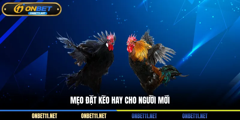Đá Gà Cựa Dao Philippines - Cẩm Nang Toàn Tập Cho Tân Thủ Mẹo đặt kèo hay cho người mới